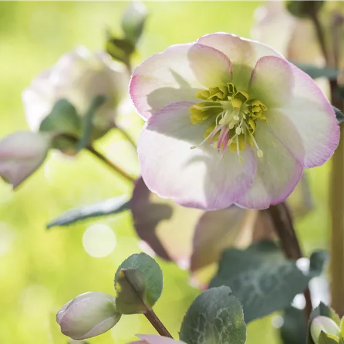 Christrose und Lenzrose