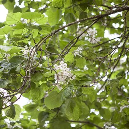 Gartenpflanzen schneiden