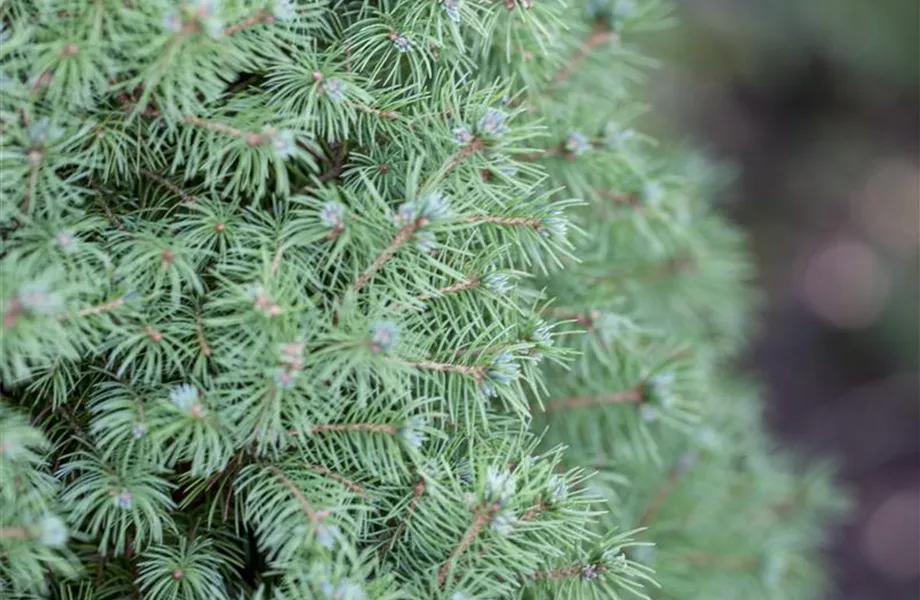 Gartenräume optimal gestalten