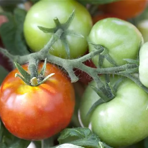 Tomaten nachreifen lassen