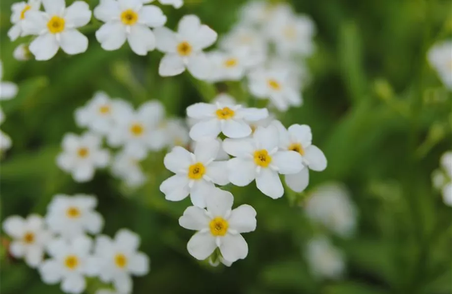 Dauerblühende Pflanzen