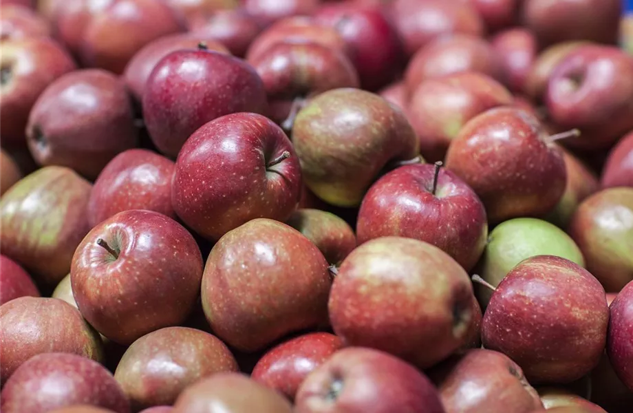 Sommerschnitt für Obstbäume 