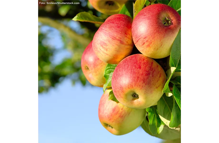 Obst verarbeiten