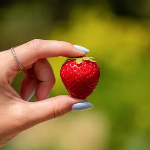 Erdbeeren schneiden