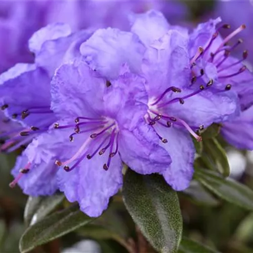 Rhododendren pflanzen