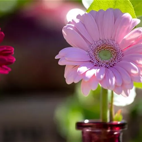 Schnittblumen verschenken