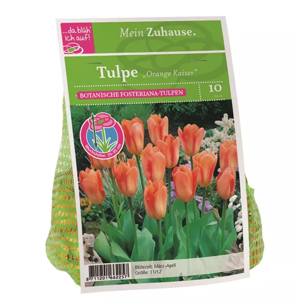 Blumenzwiebel Tulpe 'Orange Kaiser'