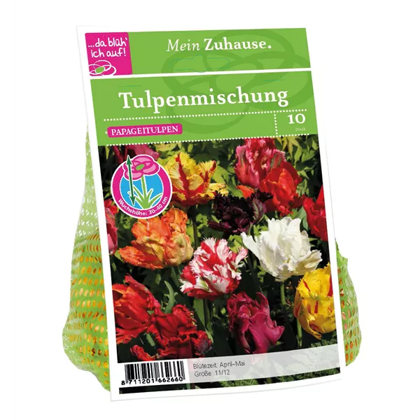 Blumenzwiebel Tulpe Papageien Mischung