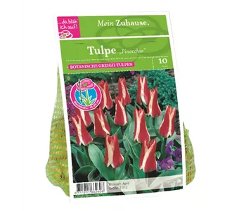 Blumenzwiebel Tulpe 'Pinocchio'