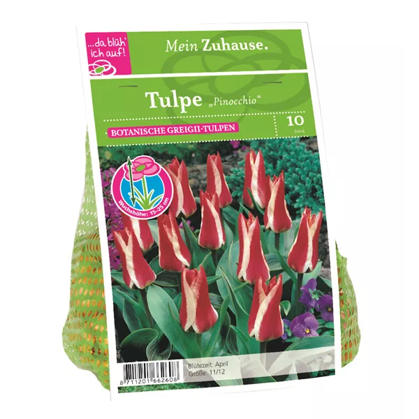 Blumenzwiebel Tulpe 'Pinocchio'