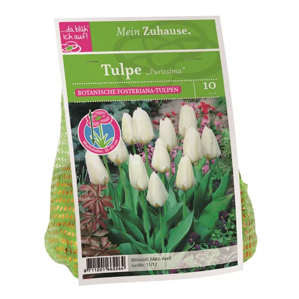 Blumenzwiebel Tulpe 'Purissima'