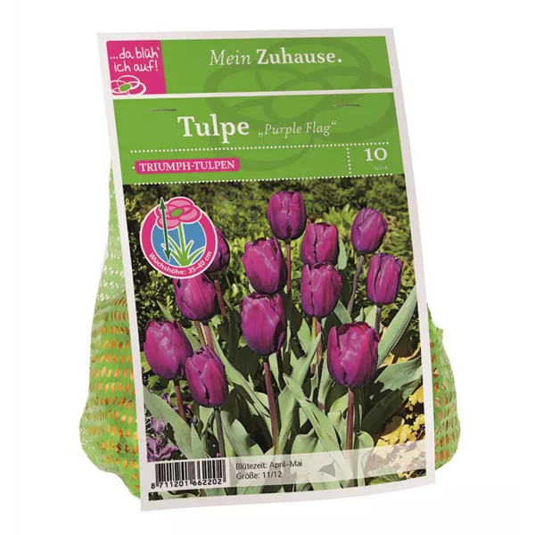 Blumenzwiebel Tulpe 'Purple Flag'